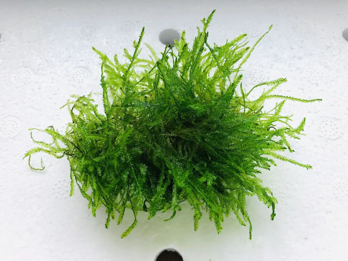 Java Moss
