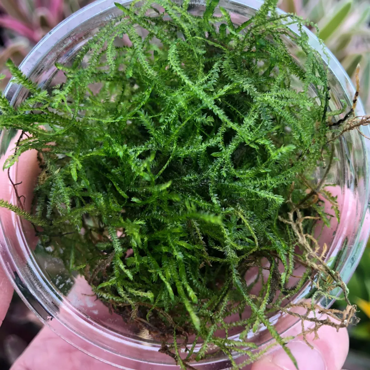 Java Moss