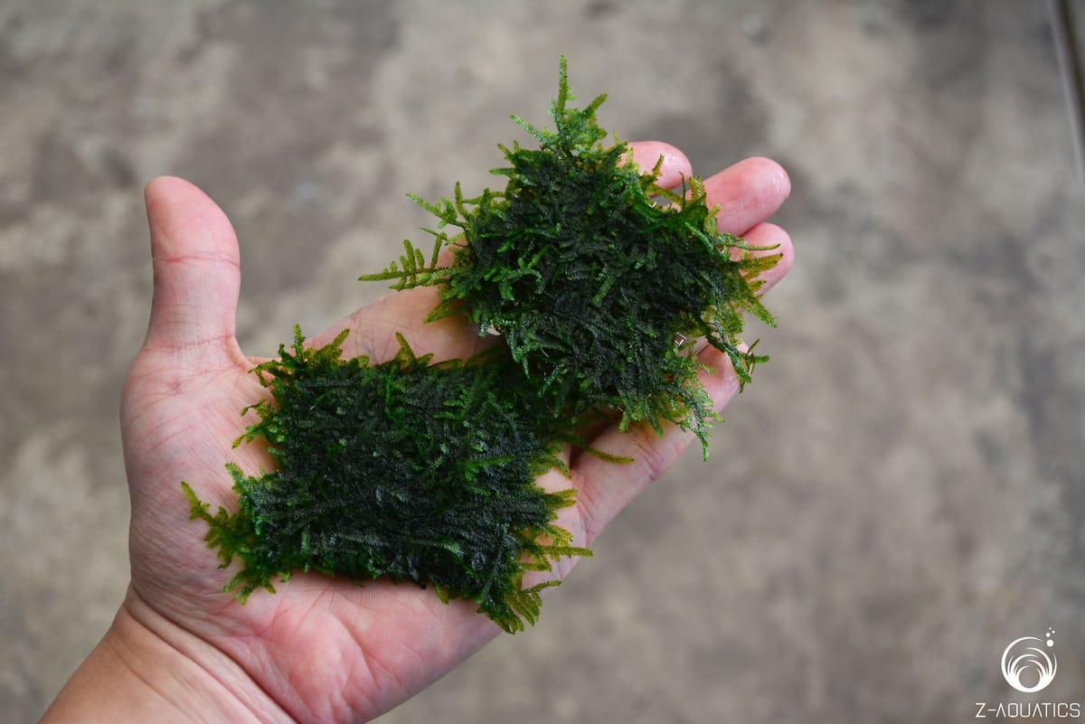 Java Moss