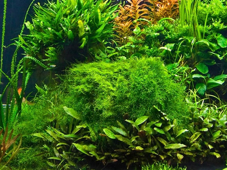 Java Moss