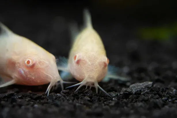 Albino Corydoras
