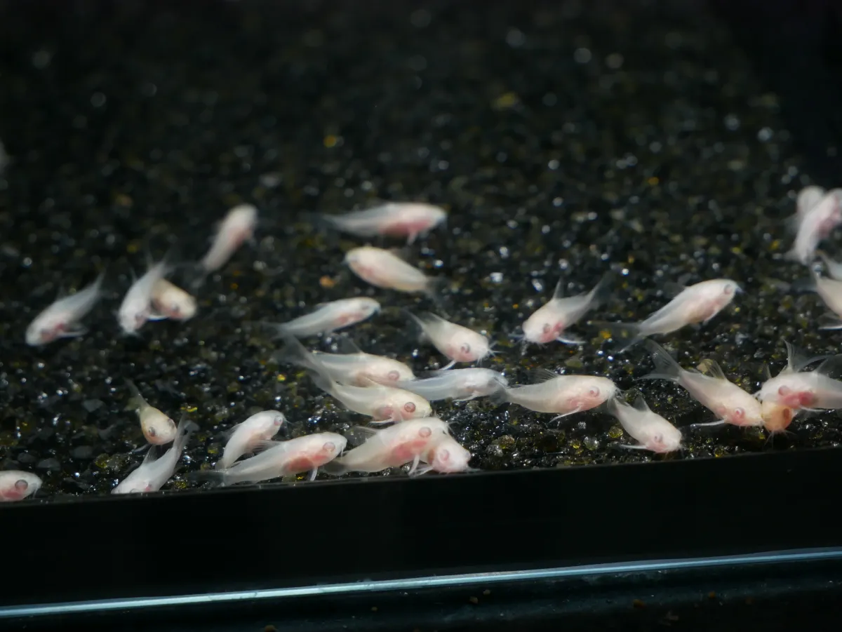 Albino Corydoras