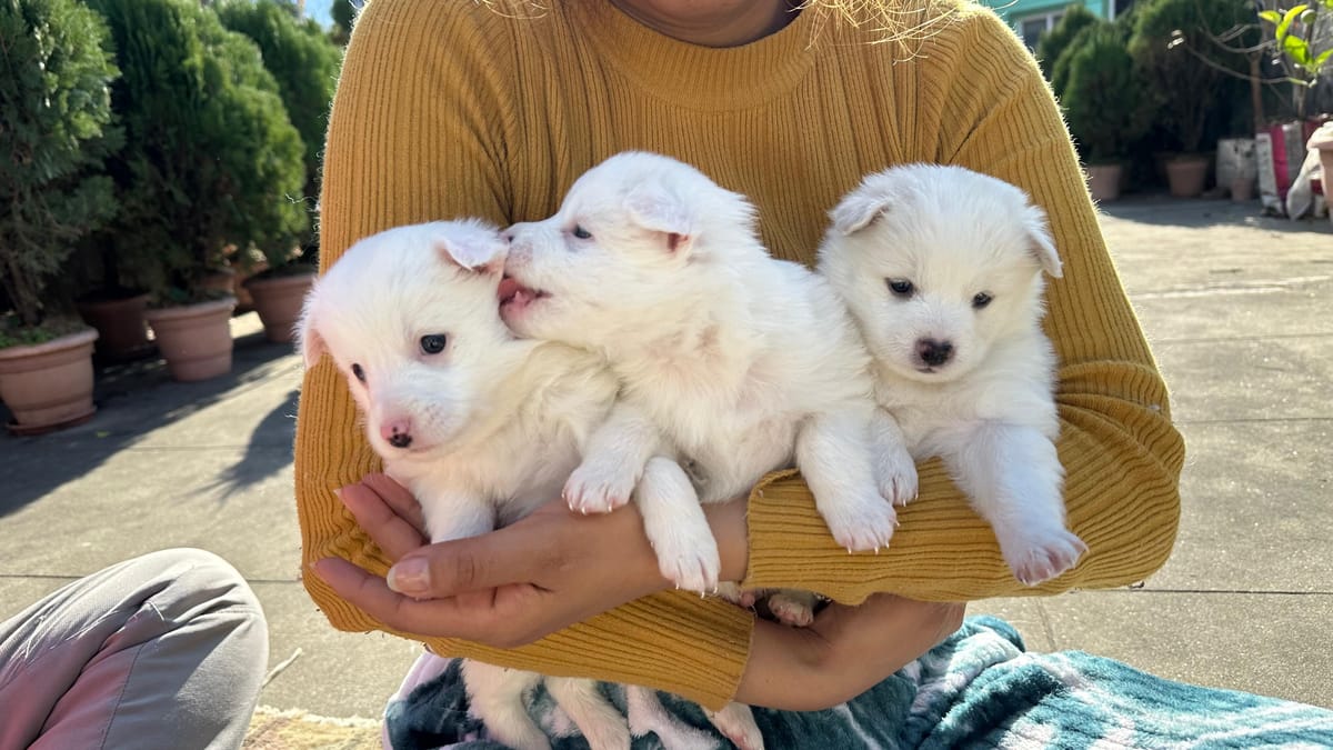 Japanese Spitz Puppies Combo of 3