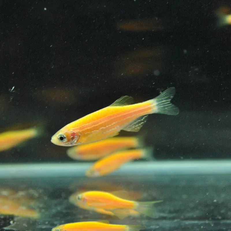 Glow Yellow Zebra Danio