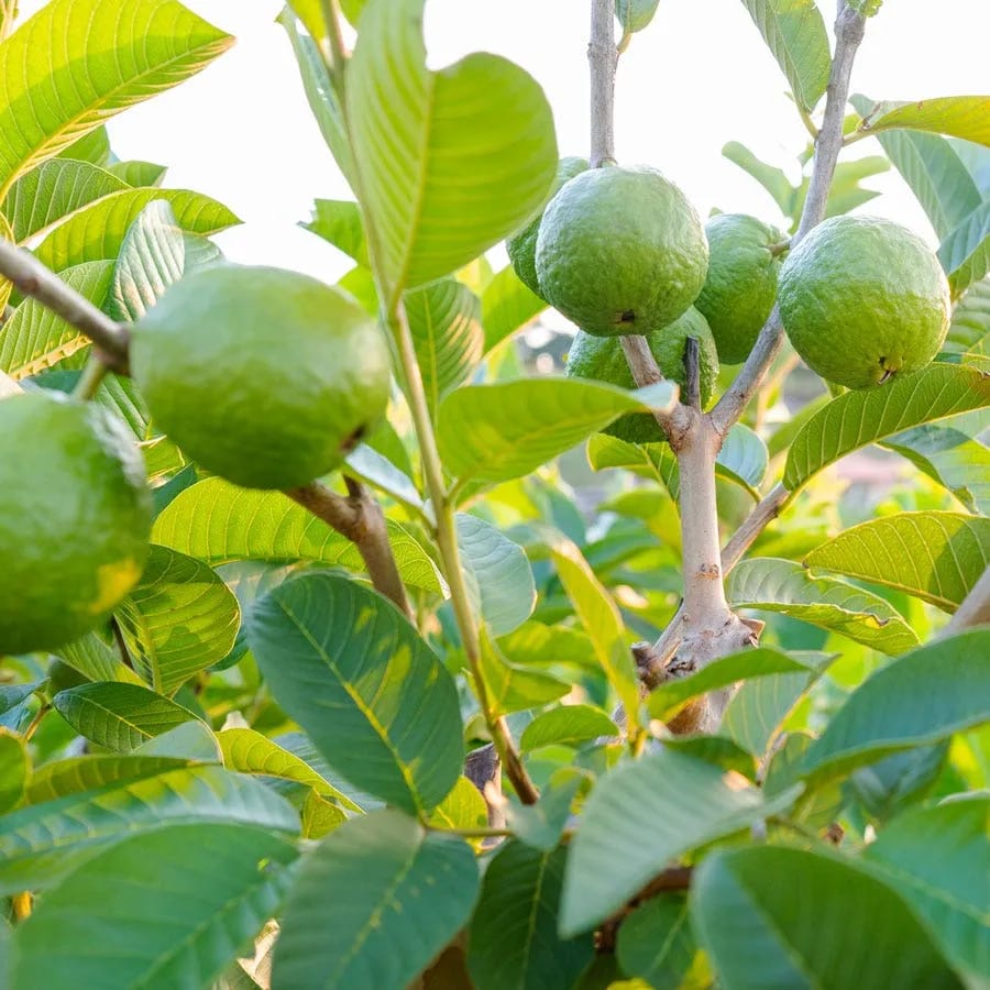 Mature Fruiting Guava Tree in Sack