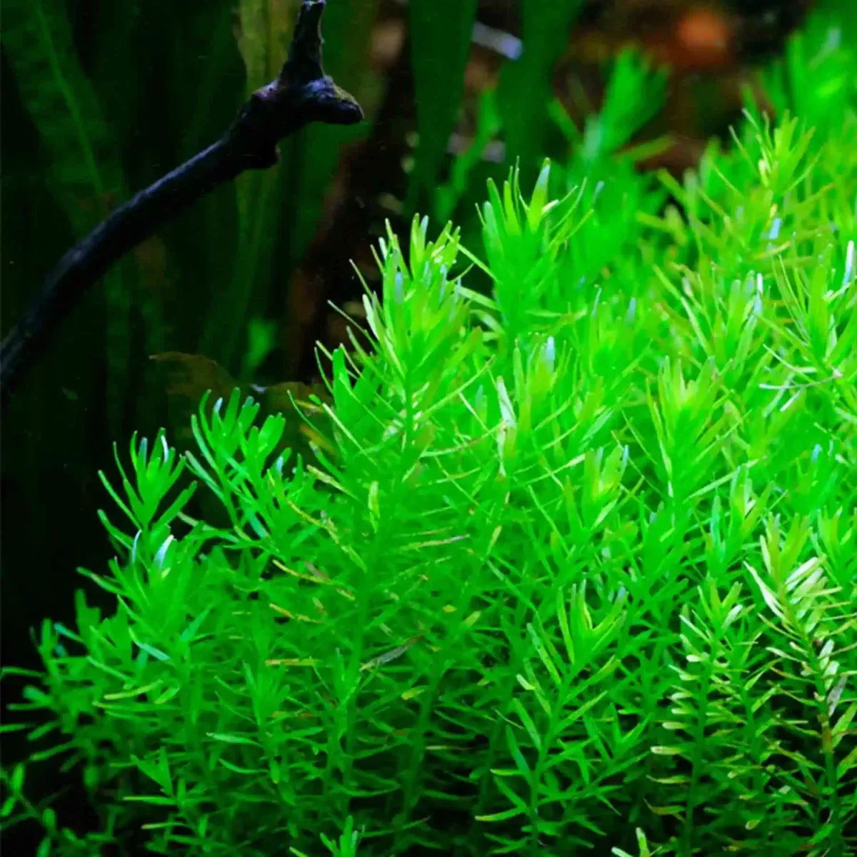Rotala Rotundifolia Green