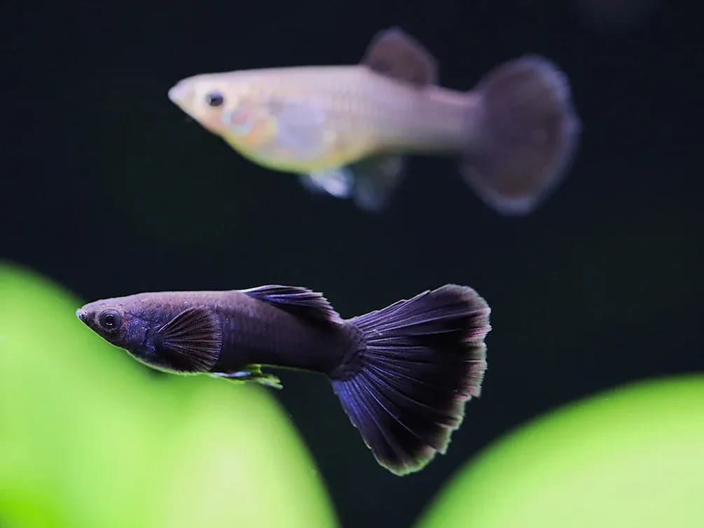Black Moscow Guppy