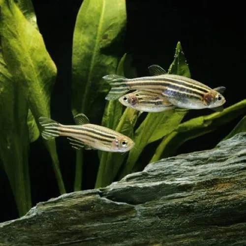 Pearl Zebra Danios