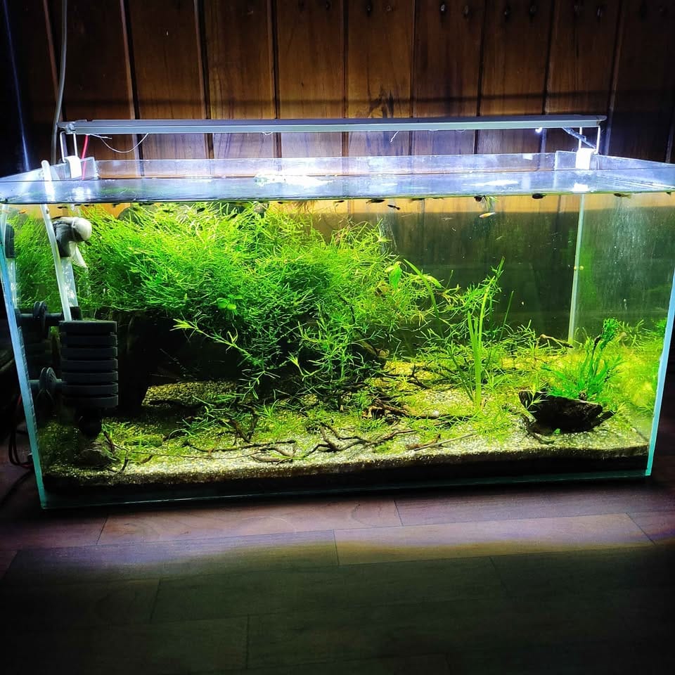 2x1x1 Aquarium Complete Set