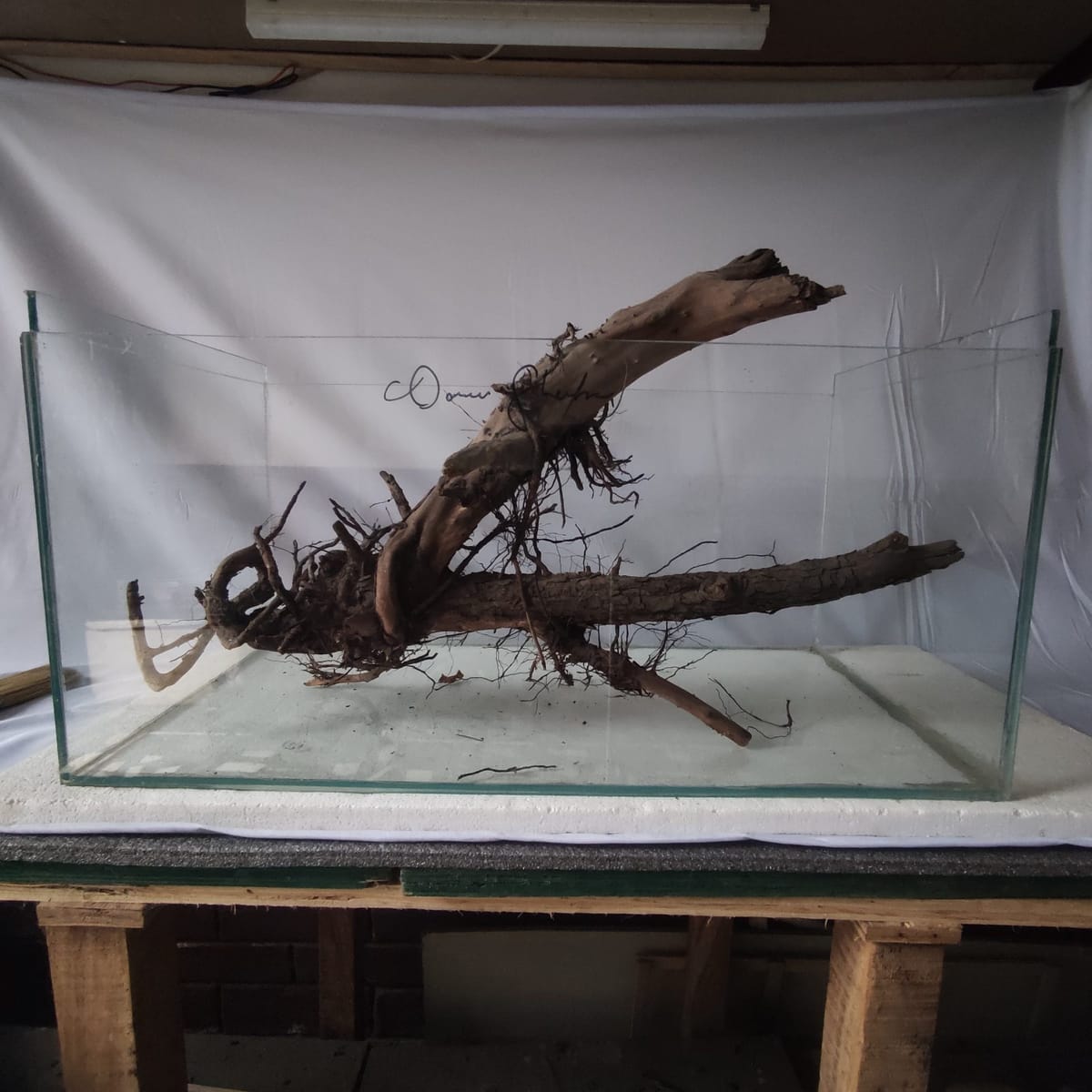 Rooted Horizon