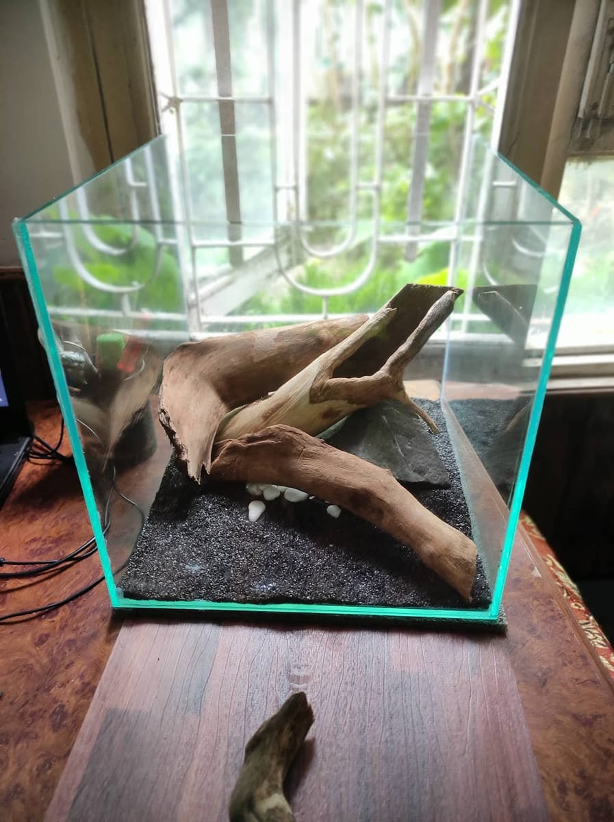 Rimless 1ft Cube Aquarium